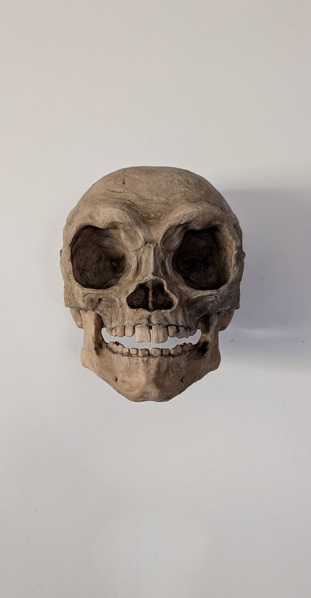 Ewok Skull