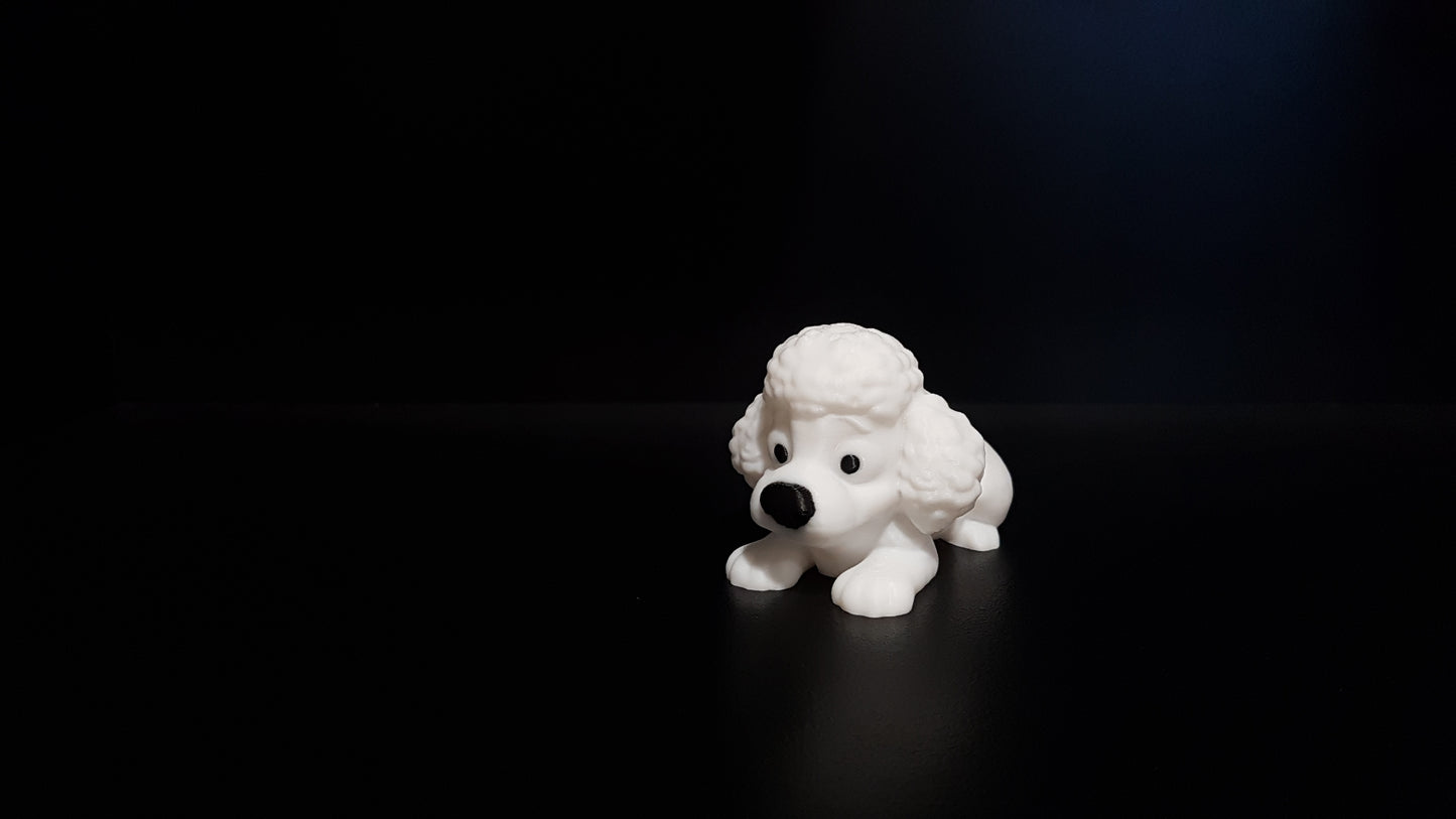 Mini Poodle