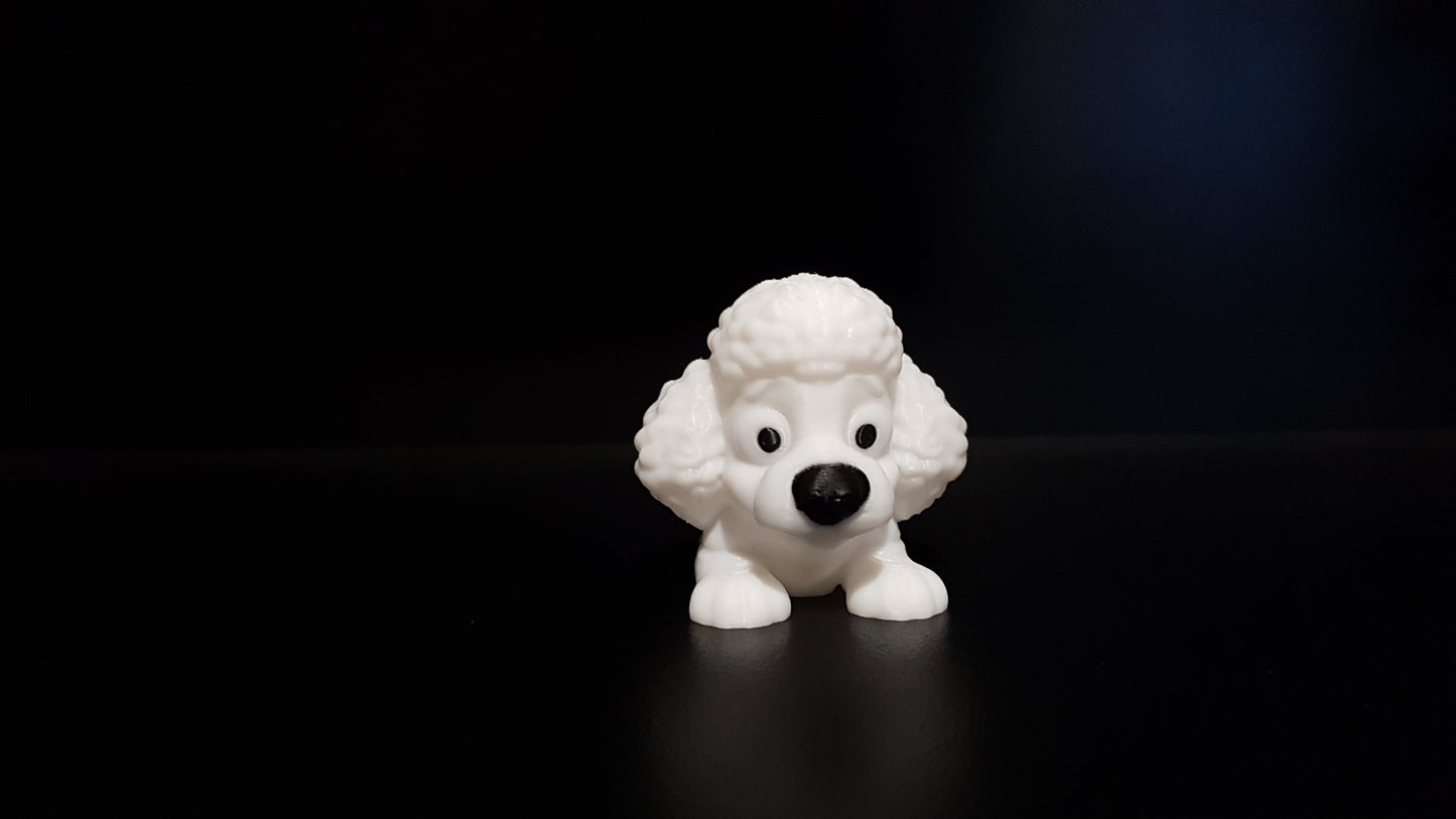 Mini Poodle