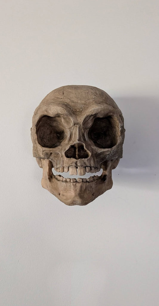 Ewok Skull