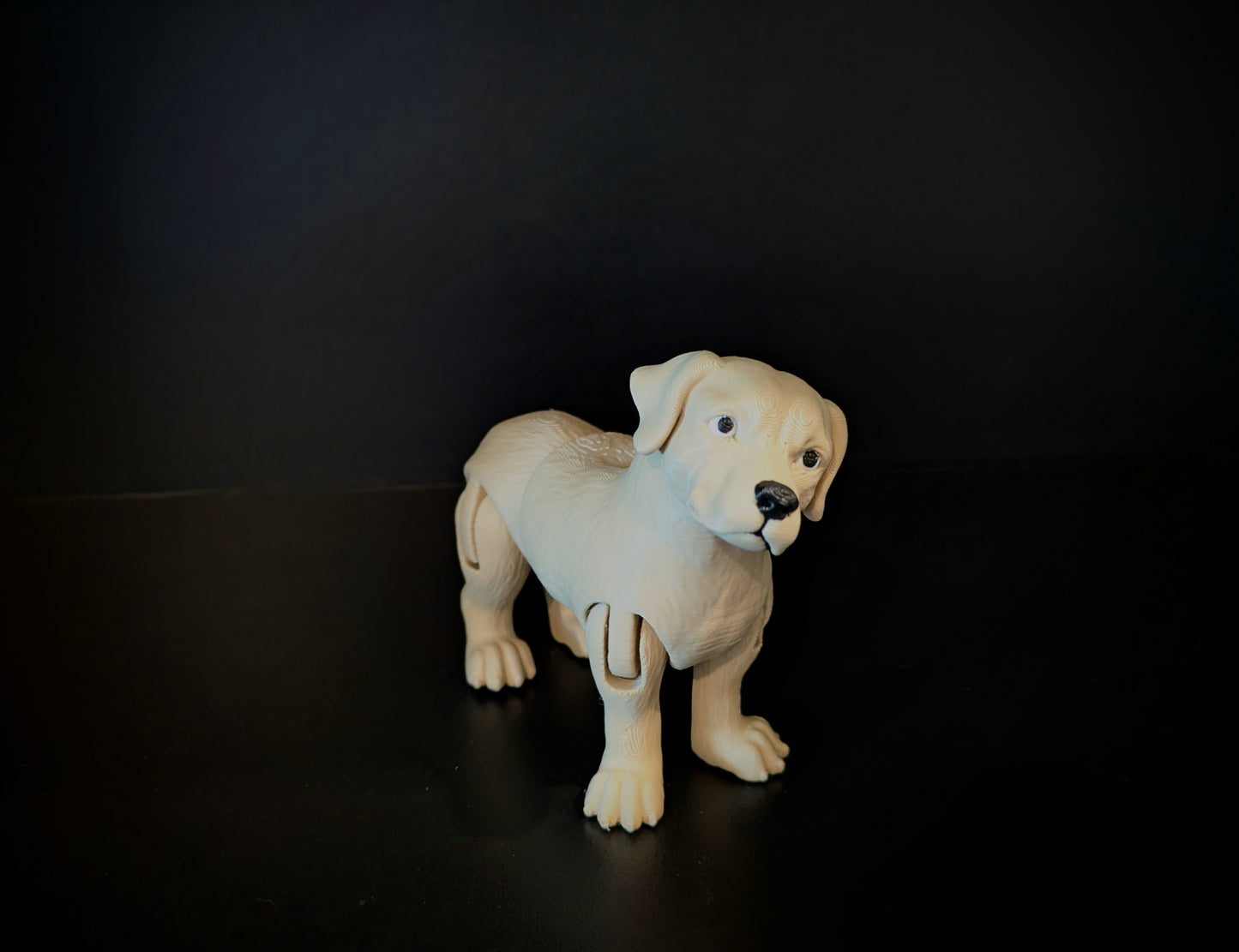Labrador